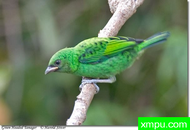 蓝头绿腹【巴西】