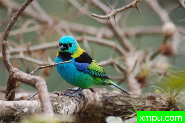 蓝头绿腹【巴西】