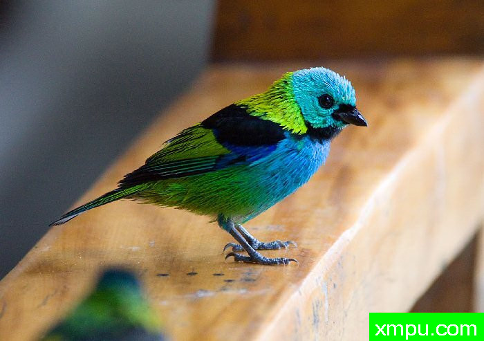 蓝头绿腹【巴西】