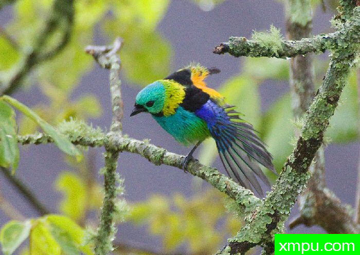 蓝头绿腹【巴西】