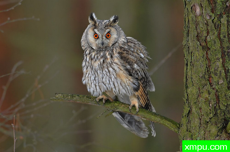 长耳鸮---野外摄影家尼克摄影作品系列