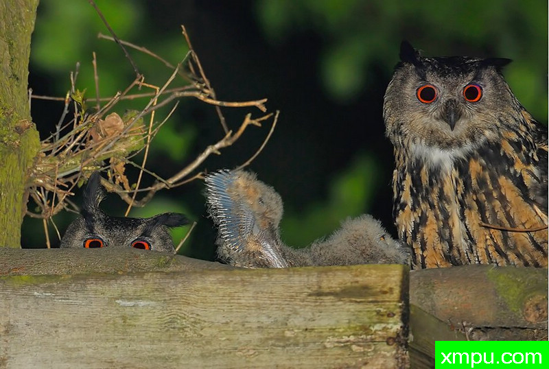 长耳鸮---野外摄影家尼克摄影作品系列