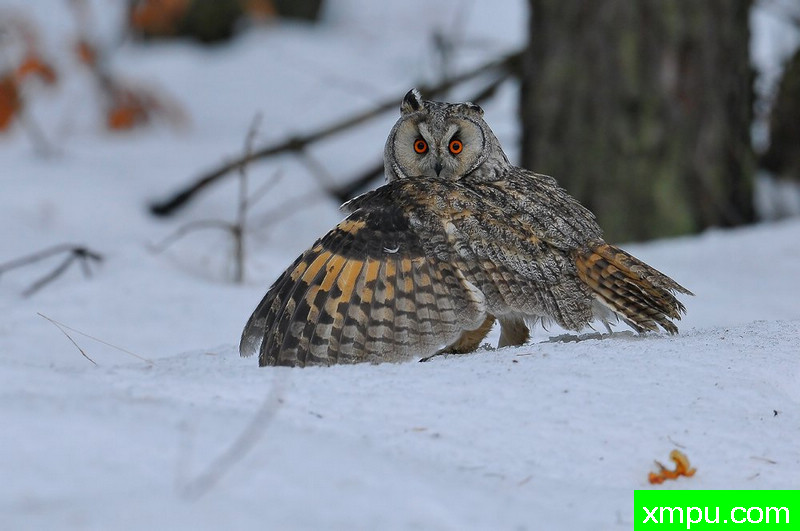 长耳鸮---野外摄影家尼克摄影作品系列
