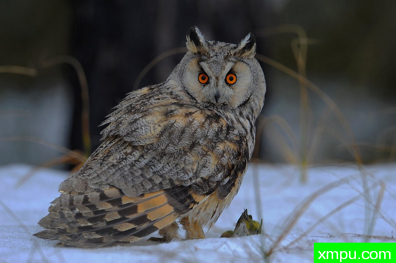 长耳鸮---野外摄影家尼克摄影作品系列