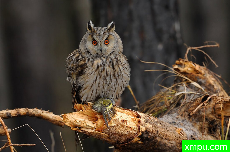 长耳鸮---野外摄影家尼克摄影作品系列