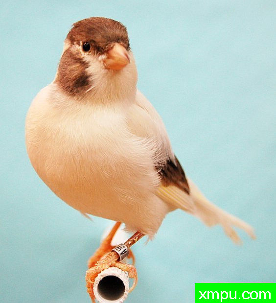 法夫金丝雀【意大利】