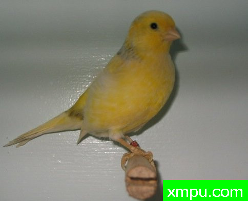 法夫金丝雀【意大利】