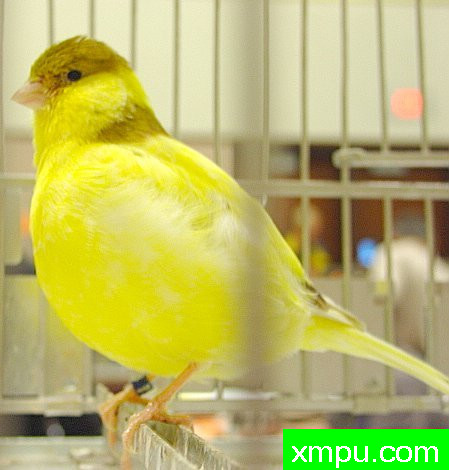 法夫金丝雀【意大利】