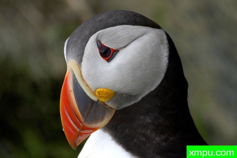 海雀[帕芬]---野外摄影大师尼克【波兰】摄影系列