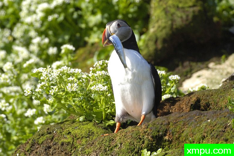 海雀[帕芬]---野外摄影大师尼克【波兰】摄影系列
