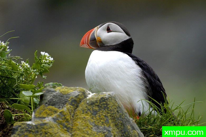 海雀[帕芬]---野外摄影大师尼克【波兰】摄影系列
