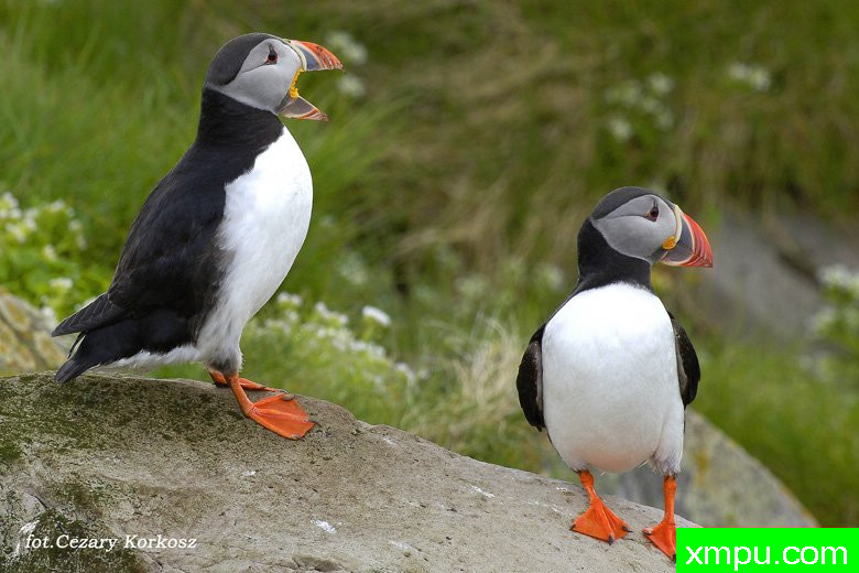 海雀[帕芬]---野外摄影大师尼克【波兰】摄影系列