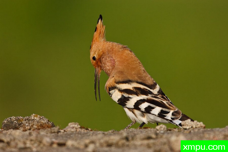 大自然的摄影大师--保罗（ZPFP）【波兰】摄影系列之-戴胜