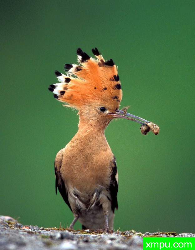 大自然的摄影大师--保罗（ZPFP）【波兰】摄影系列之-戴胜