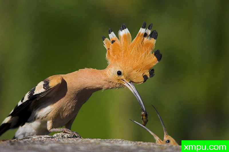 大自然的摄影大师--保罗（ZPFP）【波兰】摄影系列之-戴胜