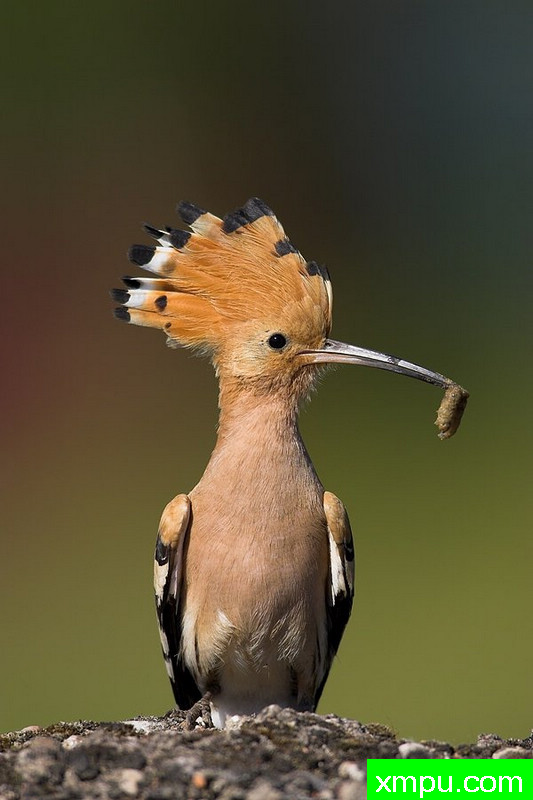 大自然的摄影大师--保罗（ZPFP）【波兰】摄影系列之-戴胜