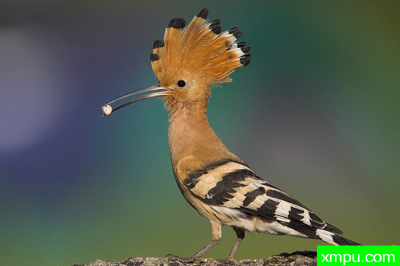 大自然的摄影大师--保罗（ZPFP）【波兰】摄影系列之-戴胜