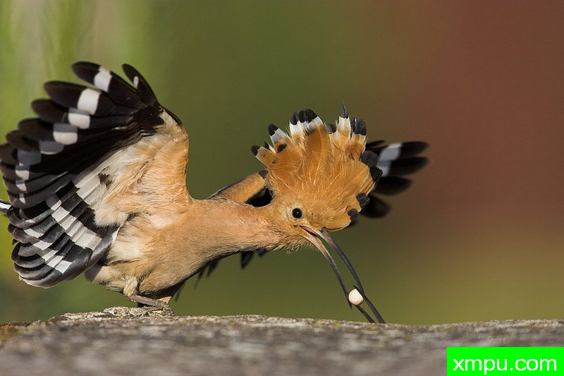 大自然的摄影大师--保罗（ZPFP）【波兰】摄影系列之-戴胜