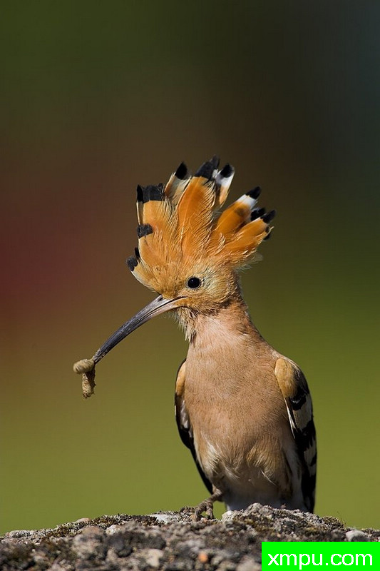 大自然的摄影大师--保罗（ZPFP）【波兰】摄影系列之-戴胜