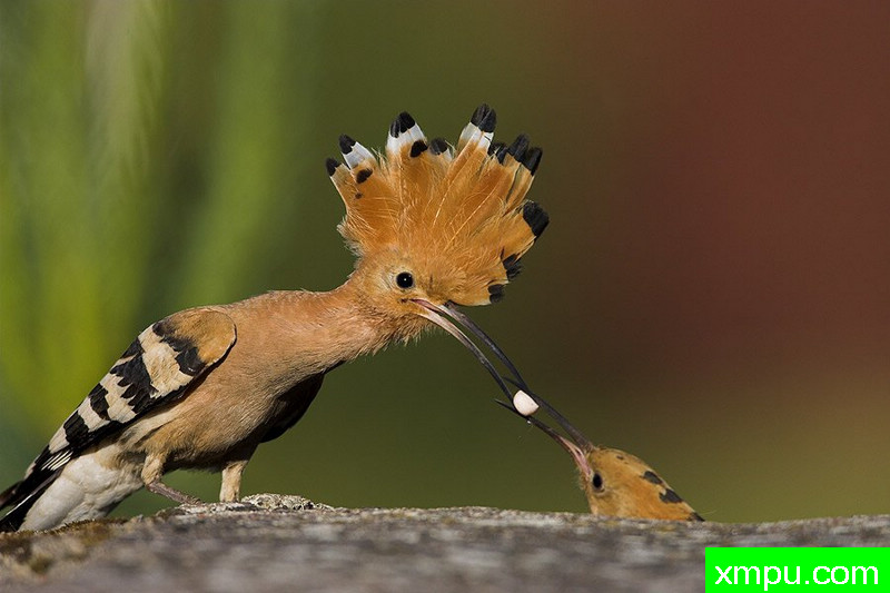 大自然的摄影大师--保罗（ZPFP）【波兰】摄影系列之-戴胜