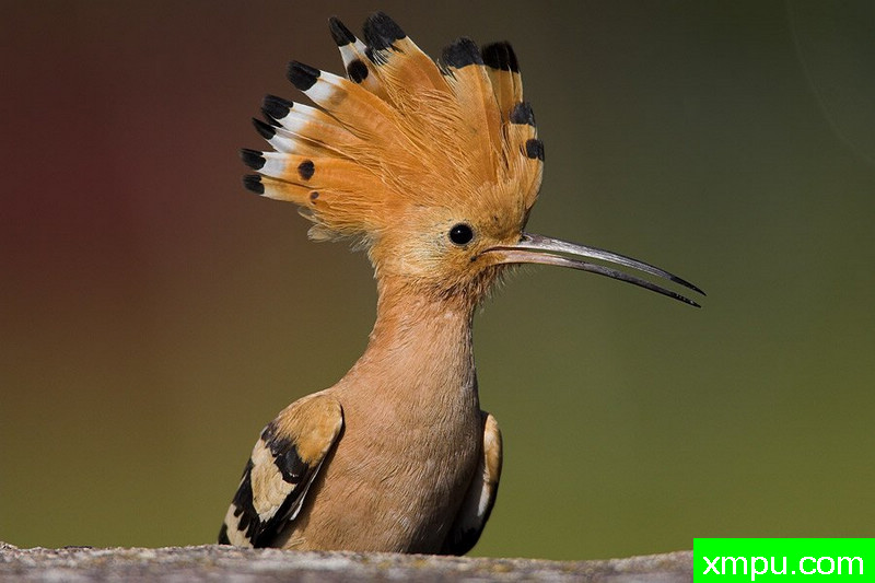 大自然的摄影大师--保罗（ZPFP）【波兰】摄影系列之-戴胜