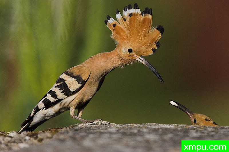 大自然的摄影大师--保罗（ZPFP）【波兰】摄影系列之-戴胜