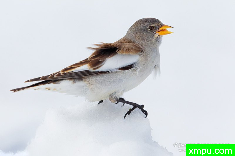  雪雀【意大利】