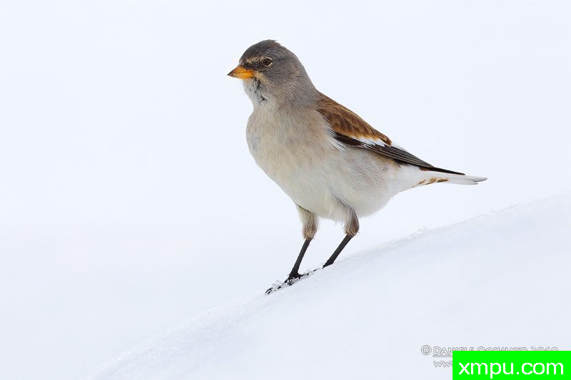  雪雀【意大利】