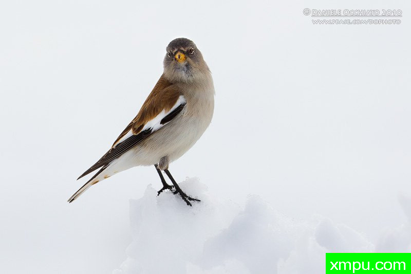  雪雀【意大利】