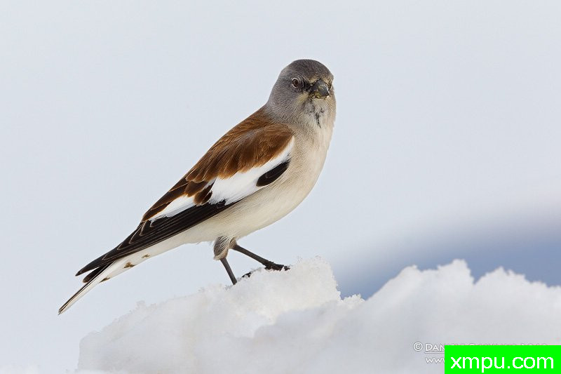  雪雀【意大利】