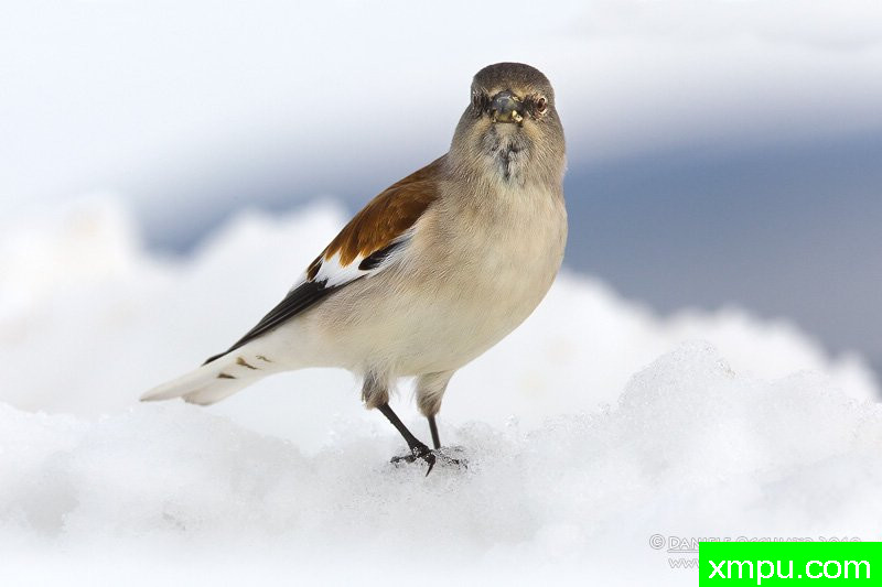  雪雀【意大利】