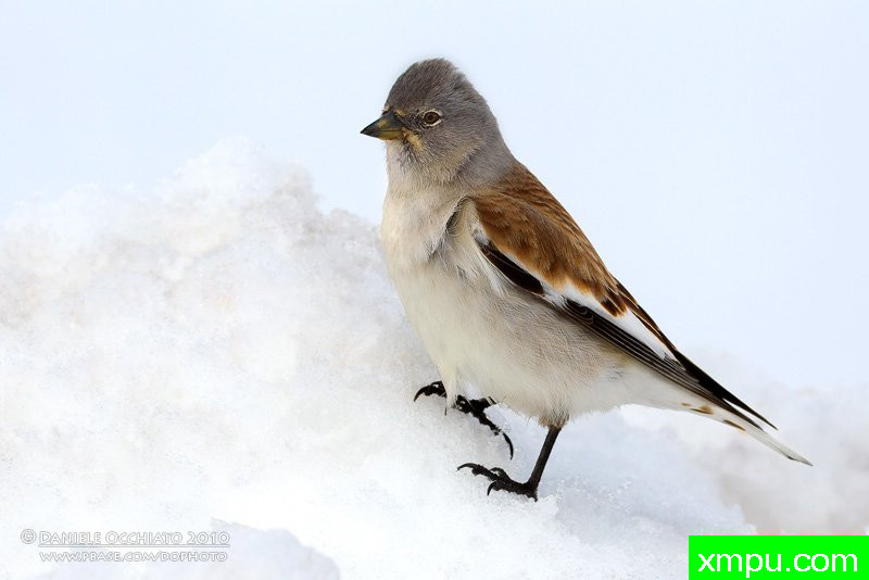  雪雀【意大利】