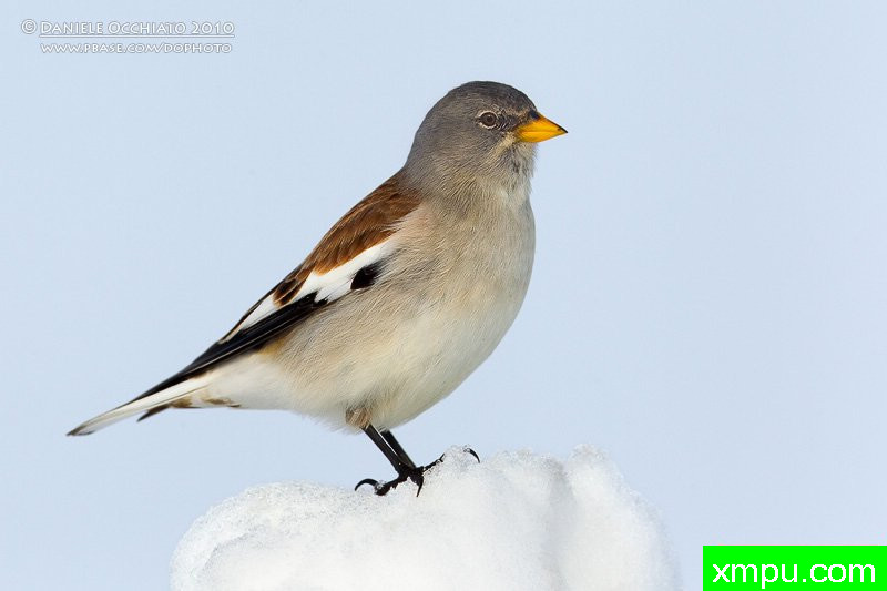  雪雀【意大利】