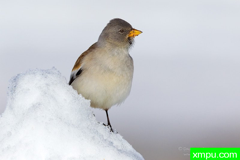  雪雀【意大利】