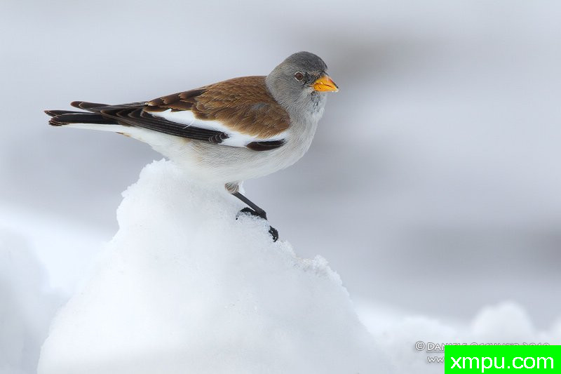 雪雀【意大利】