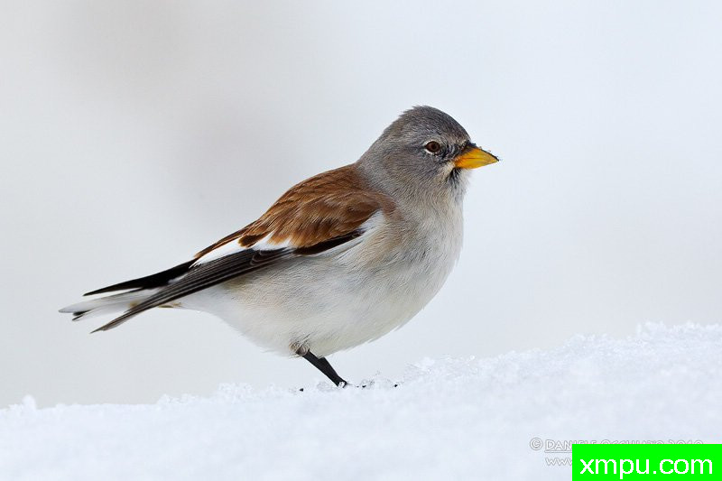  雪雀【意大利】