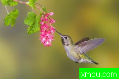 蜂鸟---加拿大鸟类摄影师格伦巴特利摄影系列