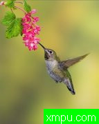 蜂鸟---加拿大鸟类摄影师格伦巴特利摄影系列