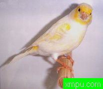 金丝雀培育大师--阿里雄伟[伊朗]图片系列之【二】