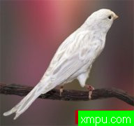 金丝雀培育大师--阿里雄伟[伊朗]图片系列之【二】