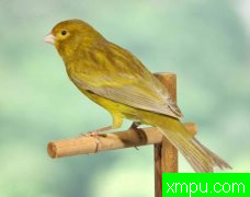 金丝雀培育大师--阿里雄伟[伊朗]图片系列之【二】