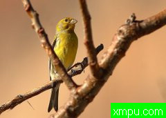 金丝雀培育大师--阿里雄伟[伊朗]图片系列之【二】