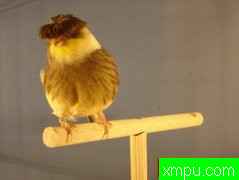 金丝雀培育大师--阿里雄伟[伊朗]图片系列之【二】