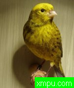 金丝雀培育大师--阿里雄伟[伊朗]图片系列之【二】