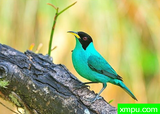 左绿蓝腹【墨西哥】