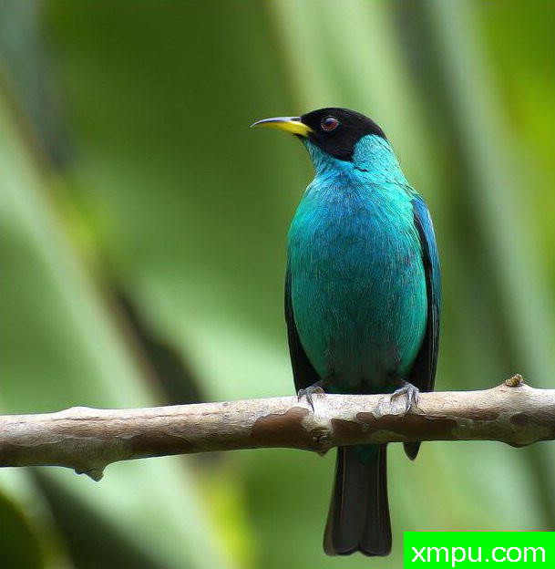 左绿蓝腹【墨西哥】