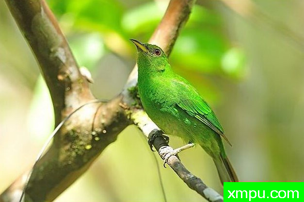 左绿蓝腹【墨西哥】