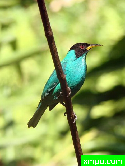左绿蓝腹【墨西哥】