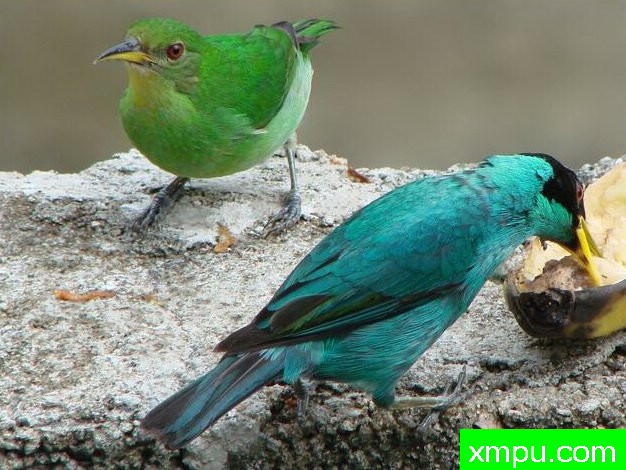 左绿蓝腹【墨西哥】