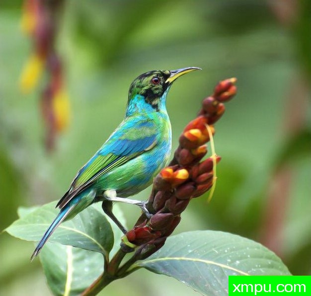左绿蓝腹【墨西哥】